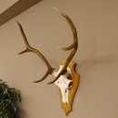 Rothirschgeweih 6 ender Hirsch Höhe 77 cm Stangen Hirschgeweih Geweih Trophäenschild 70.1000