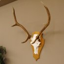 Rothirschgeweih 6 ender Hirsch Höhe 77 cm Stangen Hirschgeweih Geweih Trophäenschild 70.1000