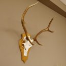 Rothirschgeweih 6 ender Hirsch Höhe 77 cm Stangen Hirschgeweih Geweih Trophäenschild 70.1000