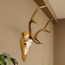 Rothirschgeweih 6 ender Hirsch Höhe 77 cm Stangen Hirschgeweih Geweih Trophäenschild 70.1000