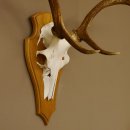 Rothirschgeweih 6 ender Hirsch Höhe 77 cm Stangen Hirschgeweih Geweih Trophäenschild 70.1000