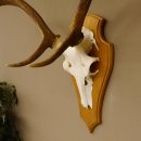 Rothirschgeweih 6 ender Hirsch Höhe 77 cm Stangen Hirschgeweih Geweih Trophäenschild 70.1000
