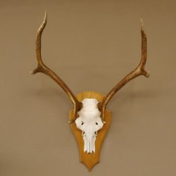 Rothirschgeweih 6 ender Hirsch Höhe 77 cm Stangen Hirschgeweih Geweih Trophäenschild 70.1000
