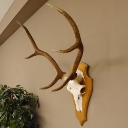 Rothirschgeweih 6 ender Hirsch Höhe 77 cm Stangen Hirschgeweih Geweih Trophäenschild 70.1000