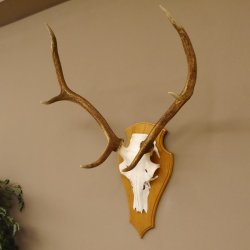 Rothirschgeweih 6 ender Hirsch Höhe 77 cm Stangen Hirschgeweih Geweih Trophäenschild 70.1000