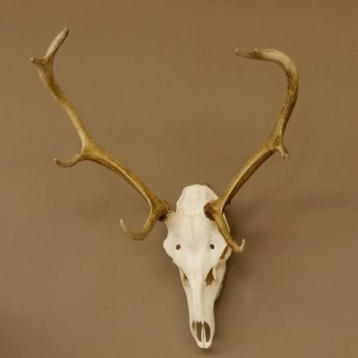 Rothirschgeweih 8 ender Hirsch Höhe 70 cm Stangen Hirschgeweih Geweih 70.1002