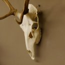 Rothirschgeweih 8 ender Hirsch Höhe 70 cm Stangen Hirschgeweih Geweih 70.1002