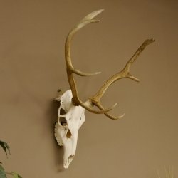 Rothirschgeweih 8 ender Hirsch Höhe 70 cm Stangen Hirschgeweih Geweih 70.1002