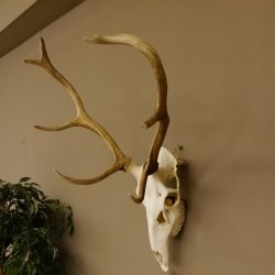 Rothirschgeweih 8 ender Hirsch Höhe 70 cm Stangen Hirschgeweih Geweih 70.1002