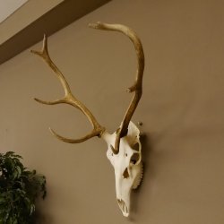 Rothirschgeweih 8 ender Hirsch Höhe 70 cm Stangen Hirschgeweih Geweih 70.1002