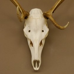 Rothirschgeweih 8 ender Hirsch Höhe 70 cm Stangen Hirschgeweih Geweih 70.1002