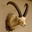Steinbock Alpensteinbock Bock Kopfpräparat HL 83 cm Kopf Schulter Präparat Trophäenschild 85.1.33
