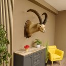 Steinbock Alpensteinbock Bock Kopfpräparat HL 83 cm Kopf Schulter Präparat Trophäenschild 85.1.33