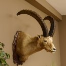 Steinbock Alpensteinbock Bock Kopfpräparat HL 83 cm Kopf Schulter Präparat Trophäenschild 85.1.33
