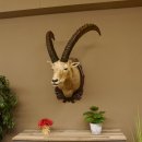 Steinbock Alpensteinbock Bock Kopfpräparat HL 83 cm Kopf Schulter Präparat Trophäenschild 85.1.33