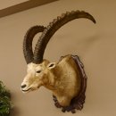 Steinbock Alpensteinbock Bock Kopfpräparat HL 83 cm Kopf Schulter Präparat Trophäenschild 85.1.33