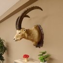 Steinbock Alpensteinbock Bock Kopfpräparat HL 83 cm Kopf Schulter Präparat Trophäenschild 85.1.33