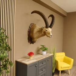 Steinbock Alpensteinbock Bock Kopfpräparat HL 83 cm Kopf Schulter Präparat Trophäenschild 85.1.33