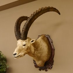 Steinbock Alpensteinbock Bock Kopfpräparat HL 83 cm Kopf Schulter Präparat Trophäenschild 85.1.33