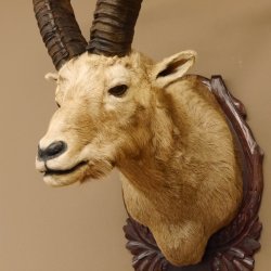 Steinbock Alpensteinbock Bock Kopfpräparat HL 83 cm Kopf Schulter Präparat Trophäenschild 85.1.33