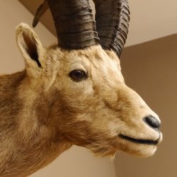 Steinbock Alpensteinbock Bock Kopfpräparat HL 83 cm Kopf Schulter Präparat Trophäenschild 85.1.33