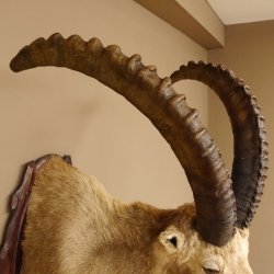 Steinbock Alpensteinbock Bock Kopfpräparat HL 83 cm Kopf Schulter Präparat Trophäenschild 85.1.33