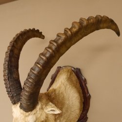 Steinbock Alpensteinbock Bock Kopfpräparat HL 83 cm Kopf Schulter Präparat Trophäenschild 85.1.33