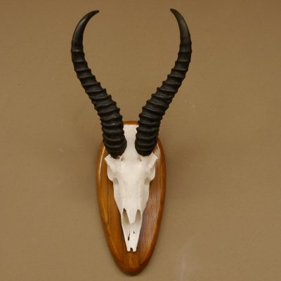 Springbock Antilope Trophäe Schädeltrophäe HL 33 cm auf Trophäenschild 88.6.99
