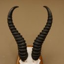 Springbock Antilope Trophäe Schädeltrophäe HL 33 cm auf Trophäenschild 88.6.99