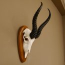 Springbock Antilope Trophäe Schädeltrophäe HL 33 cm auf Trophäenschild 88.6.99