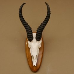 Springbock Antilope Trophäe Schädeltrophäe HL 33 cm auf Trophäenschild 88.6.99