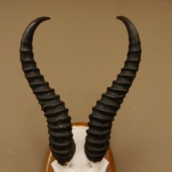 Springbock Antilope Trophäe Schädeltrophäe HL 33 cm auf Trophäenschild 88.6.99
