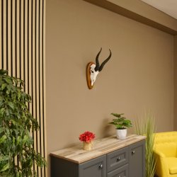 Springbock Antilope Trophäe Schädeltrophäe HL 33 cm auf Trophäenschild 88.6.99