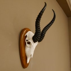 Springbock Antilope Trophäe Schädeltrophäe HL 33 cm auf Trophäenschild 88.6.99