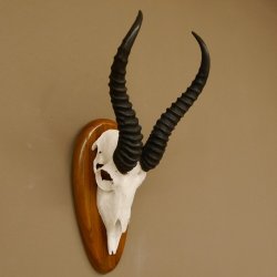 Springbock Antilope Trophäe Schädeltrophäe HL 33 cm auf Trophäenschild 88.6.99