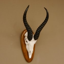 Springbock Antilope Trophäe Schädeltrophäe HL 33 cm auf Trophäenschild 88.6.99
