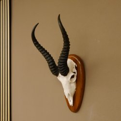 Springbock Antilope Trophäe Schädeltrophäe HL 33 cm auf Trophäenschild 88.6.99