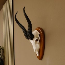 Springbock Antilope Trophäe Schädeltrophäe HL 33 cm auf Trophäenschild 88.6.99
