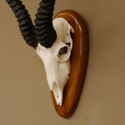 Springbock Antilope Trophäe Schädeltrophäe HL 33 cm auf Trophäenschild 88.6.99