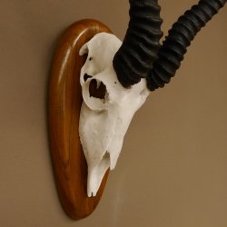 Springbock Antilope Trophäe Schädeltrophäe HL 33 cm auf Trophäenschild 88.6.99