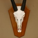 Oryx (Oryx gazella) Hornlänge 97 cm Antilope Spießbock Afrika Schädeltrophäe Schild 88.3.105