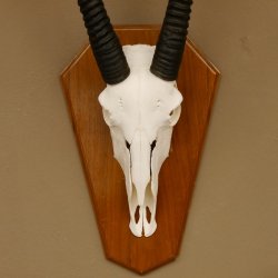 Oryx (Oryx gazella) Hornlänge 97 cm Antilope Spießbock Afrika Schädeltrophäe Schild 88.3.105