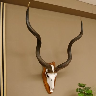 Kudu (Tragelaphus strepsiceros) Antilope Hornlänge 121,5 cm Schädeltrophäe Hörner lose Afrika Trophäe Trophäenschild 88.2.60