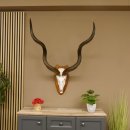 Kudu (Tragelaphus strepsiceros) Antilope Hornlänge 121,5 cm Schädeltrophäe Hörner lose Afrika Trophäe Trophäenschild 88.2.60