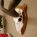 Kudu (Tragelaphus strepsiceros) Antilope Hornlänge 121,5 cm Schädeltrophäe Hörner lose Afrika Trophäe Trophäenschild 88.2.60