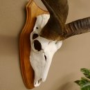 Kudu (Tragelaphus strepsiceros) Antilope Hornlänge 121,5 cm Schädeltrophäe Hörner lose Afrika Trophäe Trophäenschild 88.2.60