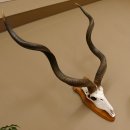Kudu (Tragelaphus strepsiceros) Antilope Hornlänge 121,5 cm Schädeltrophäe Hörner lose Afrika Trophäe Trophäenschild 88.2.60