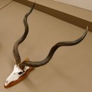 Kudu (Tragelaphus strepsiceros) Antilope Hornlänge 121,5 cm Schädeltrophäe Hörner lose Afrika Trophäe Trophäenschild 88.2.60