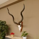 Kudu (Tragelaphus strepsiceros) Antilope Hornlänge 121,5 cm Schädeltrophäe Hörner lose Afrika Trophäe Trophäenschild 88.2.60