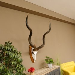 Kudu (Tragelaphus strepsiceros) Antilope Hornlänge 121,5 cm Schädeltrophäe Hörner lose Afrika Trophäe Trophäenschild 88.2.60
